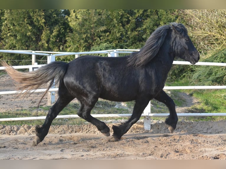 Highland Stallone 3 Anni 140 cm Può diventare grigio in Flethsee-Landscheide
