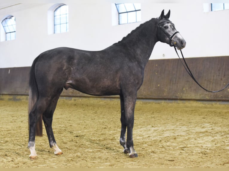 HIGHLAND WHITE Deutsches Sportpferd Hengst Schimmel in Warendorf