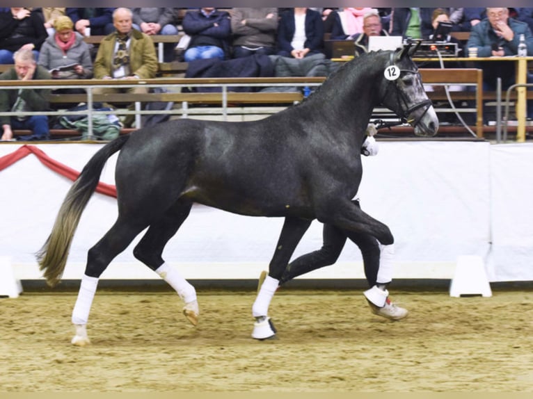 HIGHLAND WHITE German Sport Horse Stallion Gray in Warendorf