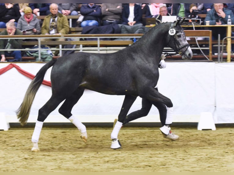 HIGHLAND WHITE German Sport Horse Stallion Grey in Warendorf