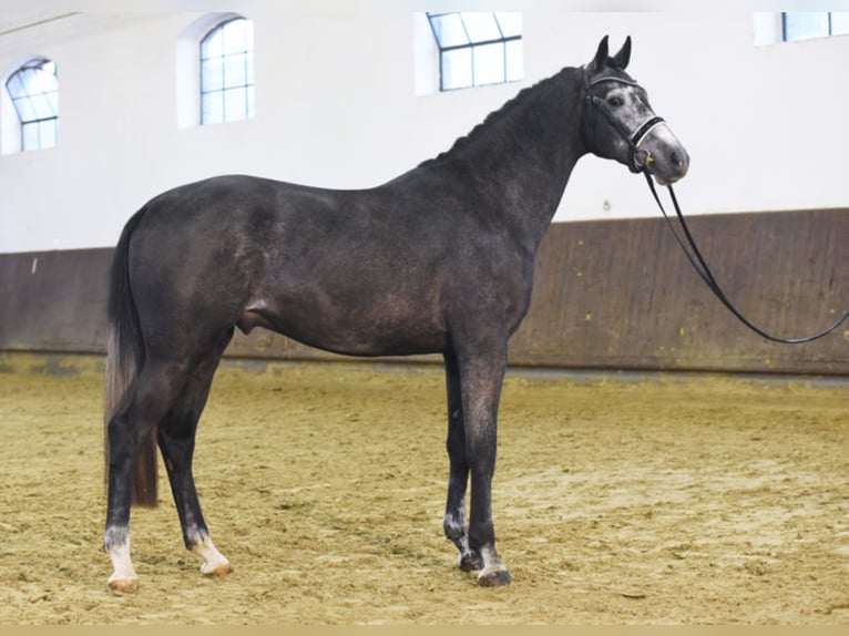 HIGHLAND WHITE German Sport Horse Stallion Grey in Warendorf