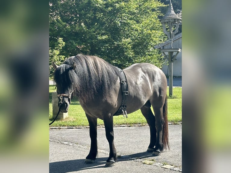 Highlandponny Valack 3 år 152 cm Isabellblack in Amerang