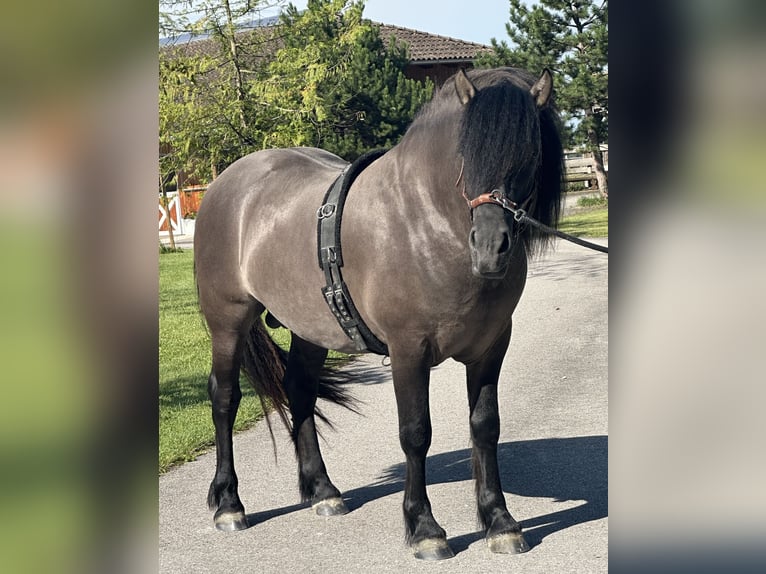 Highlandponny Valack 3 år 152 cm Isabellblack in Amerang