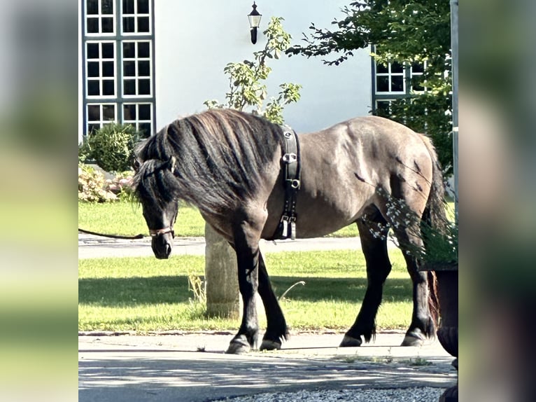 Highlandponny Valack 3 år 152 cm Isabellblack in Amerang