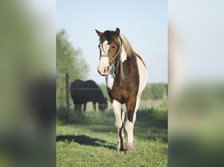 HIMIWOOK ELIAK OF JAK Amerikansk curlyhäst Hingst Tobiano-skäck-alla-färger in Deinze