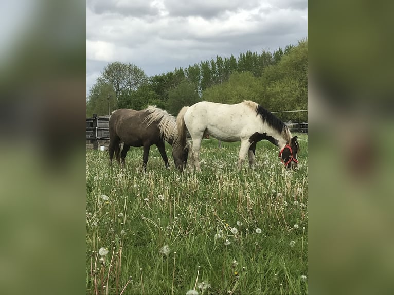 HIMIWOOK ELIAK OF JAK Amerikansk curlyhäst Hingst Tobiano-skäck-alla-färger in Deinze