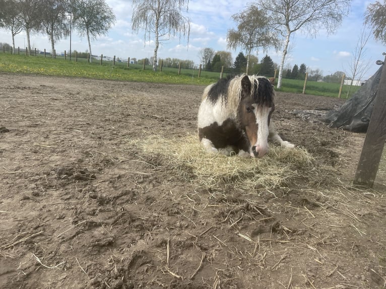 HIMIWOOK ELIAK OF JAK Amerikansk curlyhäst Hingst Tobiano-skäck-alla-färger in Deinze