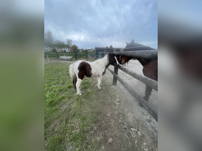 HIMIWOOK ELIAK OF JAK Amerikansk curlyhäst Hingst Tobiano-skäck-alla-färger in Deinze