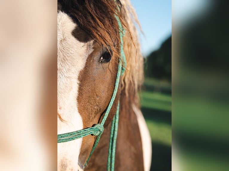 HIMIWOOK ELIAK OF JAK Amerikansk curlyhäst Hingst Tobiano-skäck-alla-färger in Deinze