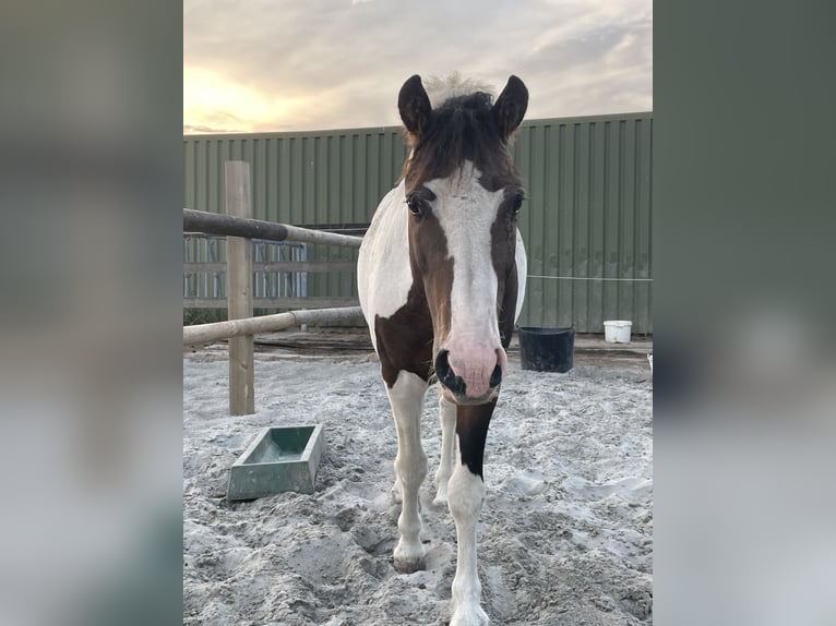 HIMIWOOK ELIAK OF JAK Amerikansk curlyhäst Hingst Tobiano-skäck-alla-färger in Deinze