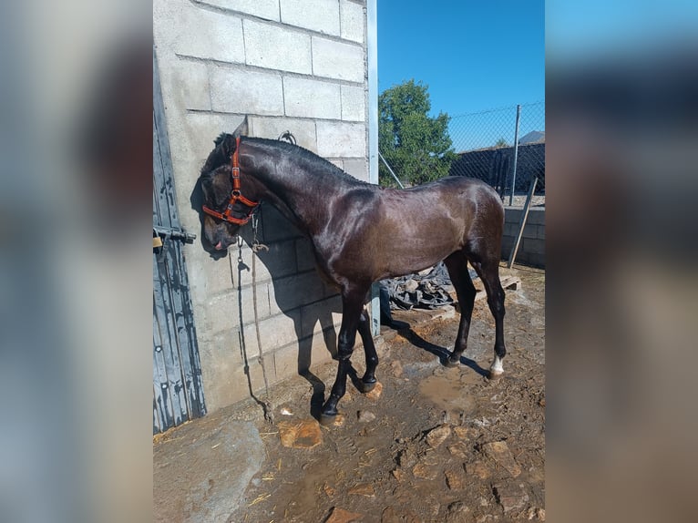 Hispano-arab Hingst 1 år Grå in Guadix