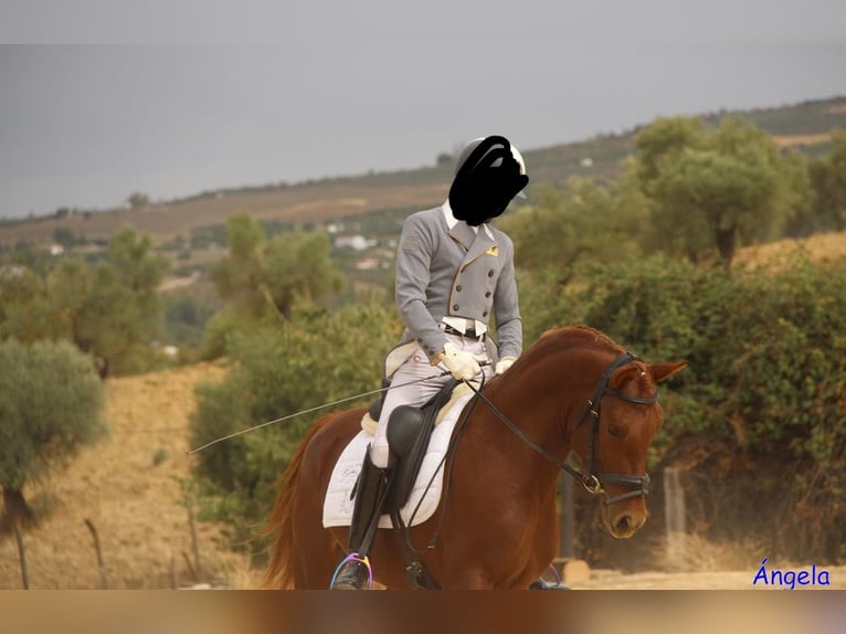 Hispano-arab Blandning Hingst 5 år 157 cm fux in Ronda