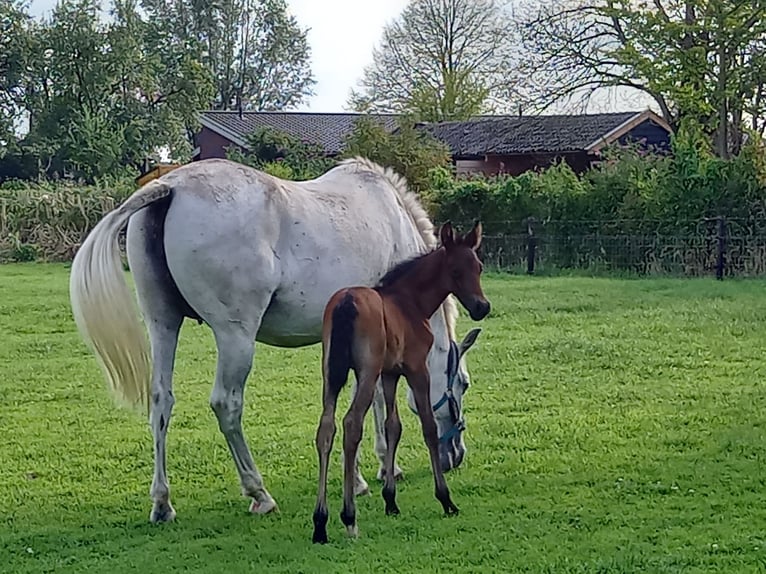 Hispano-arab Hingst Föl (01/2024) 160 cm Mörkbrun in Doetinchem