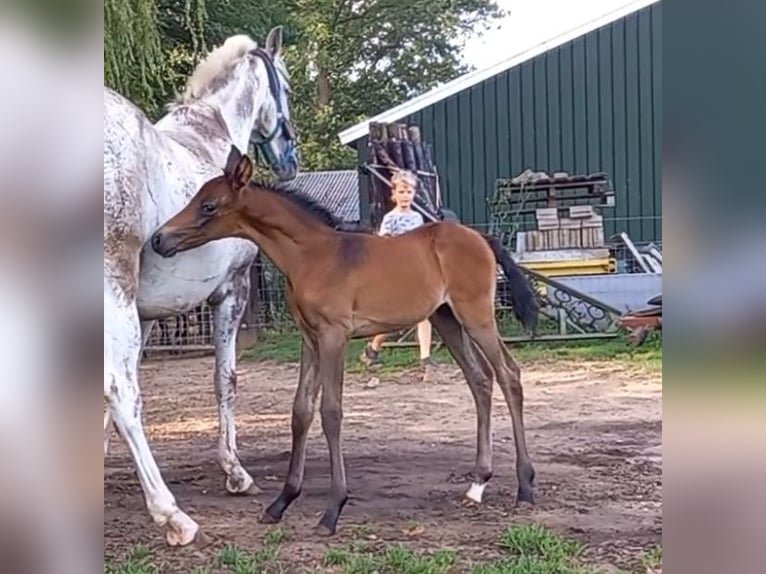 Hispano-arab Hingst Föl (01/2024) 160 cm Mörkbrun in Doetinchem