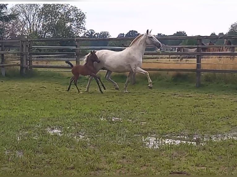 Hispano-arab Hingst Föl (01/2024) 160 cm Mörkbrun in Doetinchem