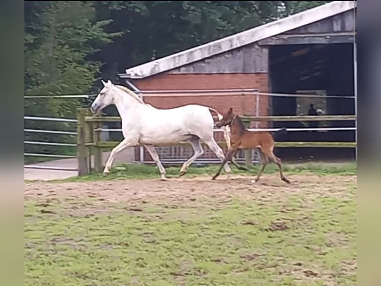 Hispano-arab Hingst Föl (01/2024) 160 cm Mörkbrun in Doetinchem