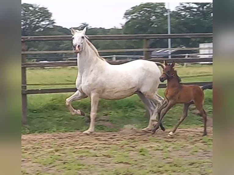 Hispano-arab Hingst Föl (01/2024) 160 cm Mörkbrun in Doetinchem