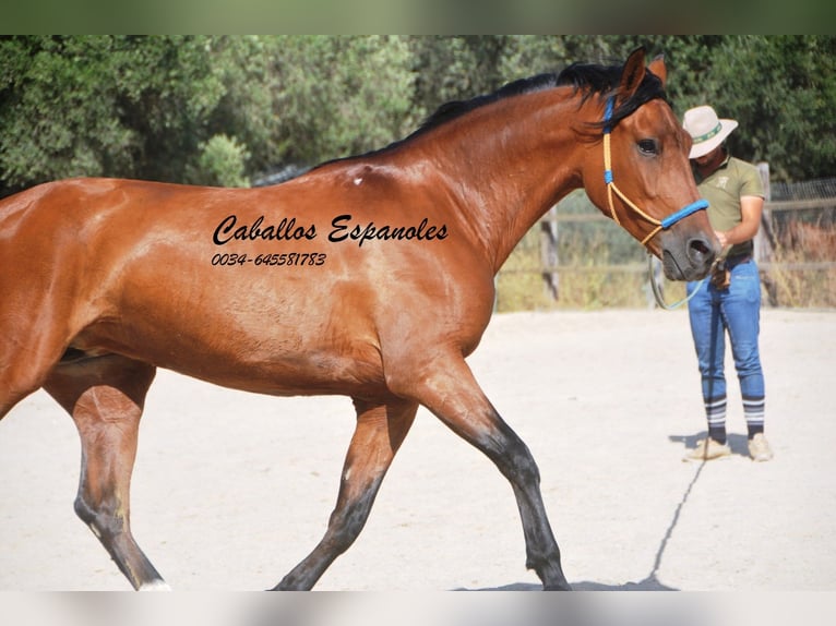 Hispano-arab Sto 6 år 160 cm Brun in Vejer de Frontera