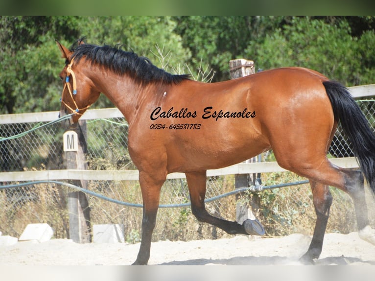 Hispano-arab Sto 6 år 160 cm Brun in Vejer de Frontera