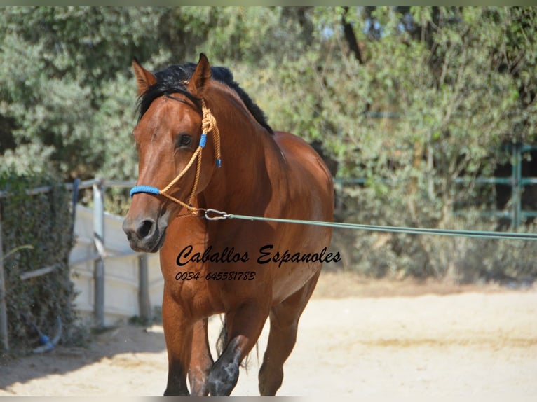 Hispano-arab Sto 6 år 160 cm Brun in Vejer de Frontera