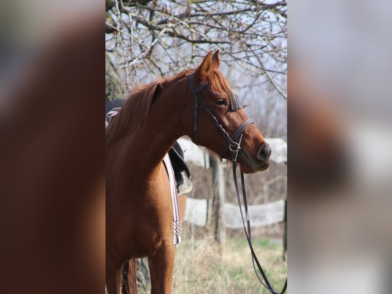 Hispano-arab Sto 8 år 155 cm fux in Lutzmannsburg