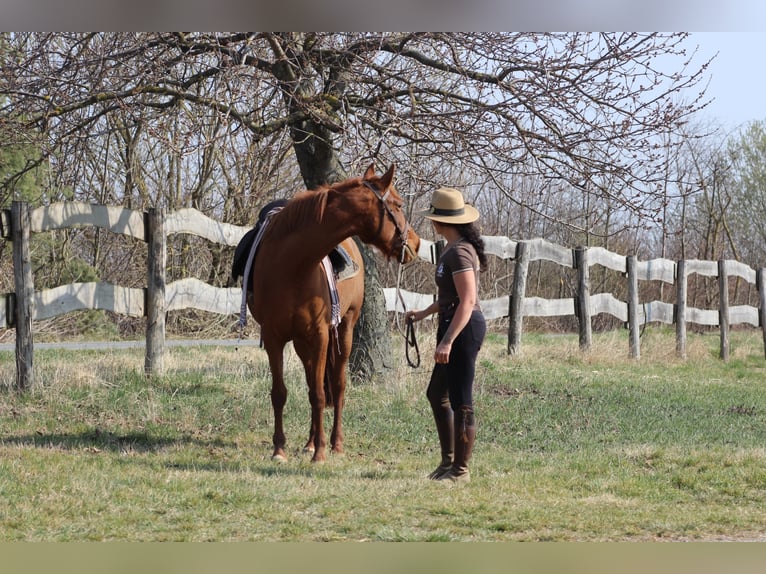 Hispano-arab Sto 8 år 155 cm fux in Lutzmannsburg