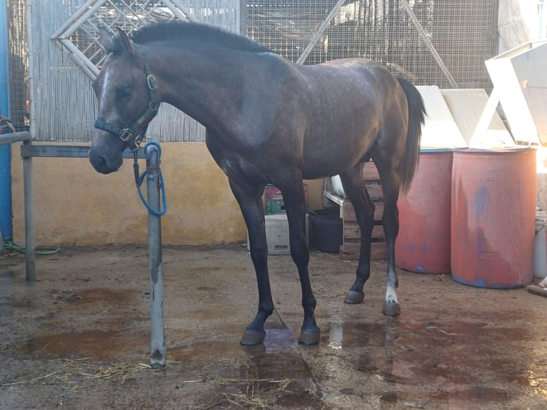 Hispano-arab Valack 2 år 155 cm Grå-flugskimmel in La Cañada Almería