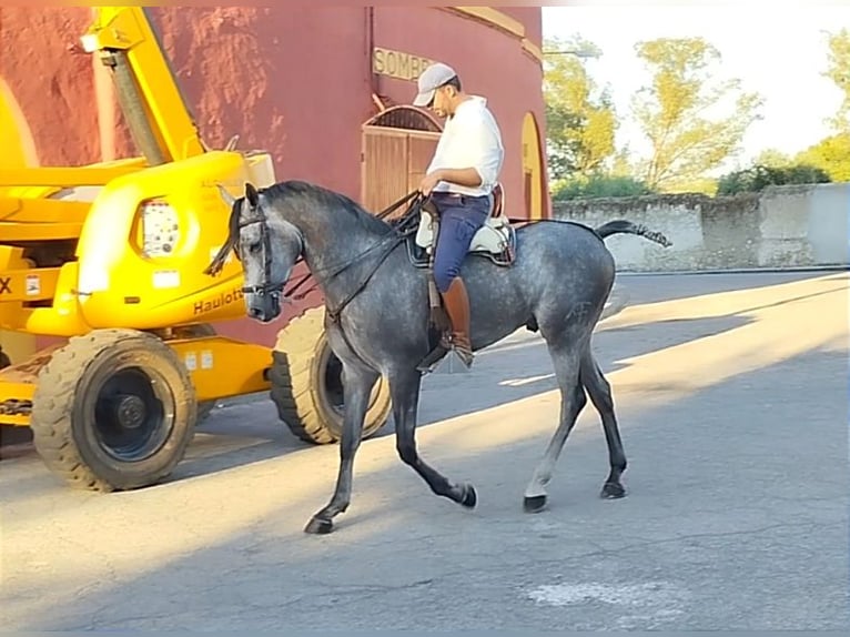 Hispano-arab Valack 4 år 167 cm Grå in Valencia de Alcántara