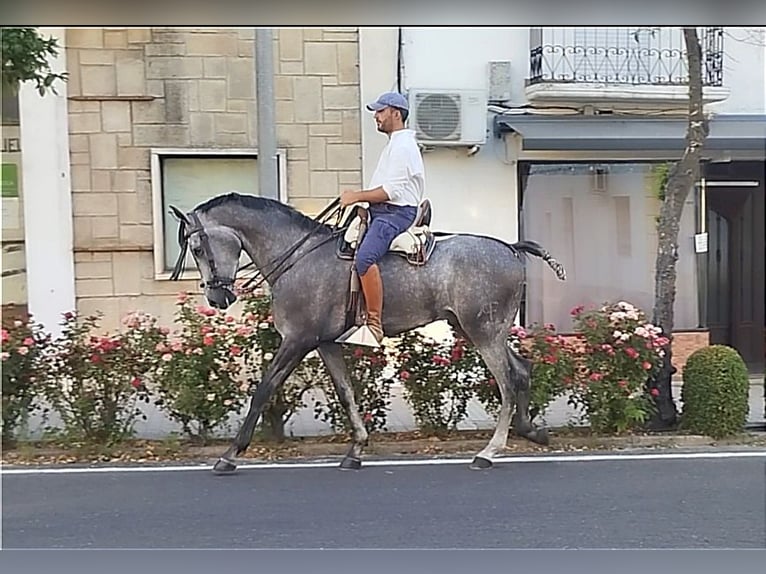 Hispano-arab Valack 4 år 167 cm Grå in Valencia de Alcántara