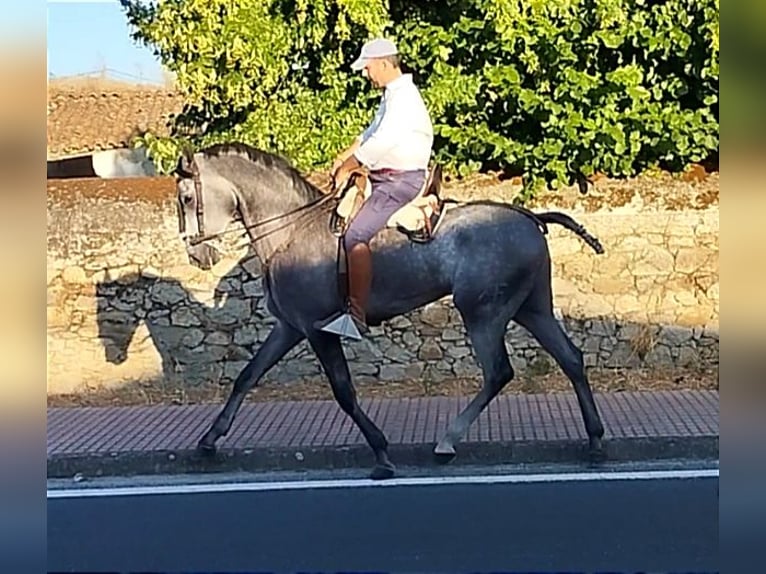 Hispano-arab Valack 4 år 167 cm Grå in Valencia de Alcántara