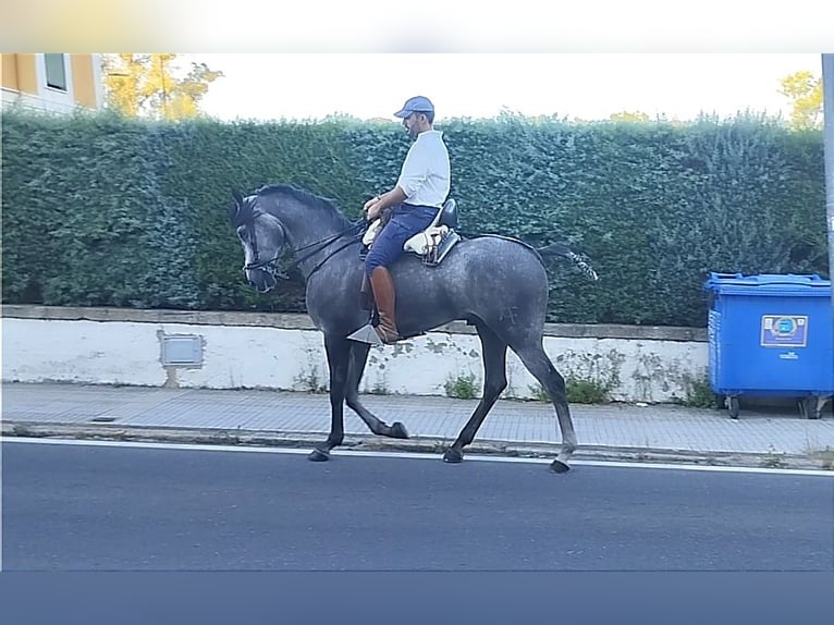 Hispano-arab Valack 4 år 167 cm Grå in Valencia de Alcántara