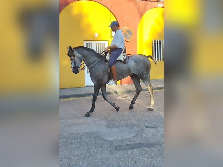 Hispano-arab Valack 4 år 167 cm Grå in Valencia de Alcántara