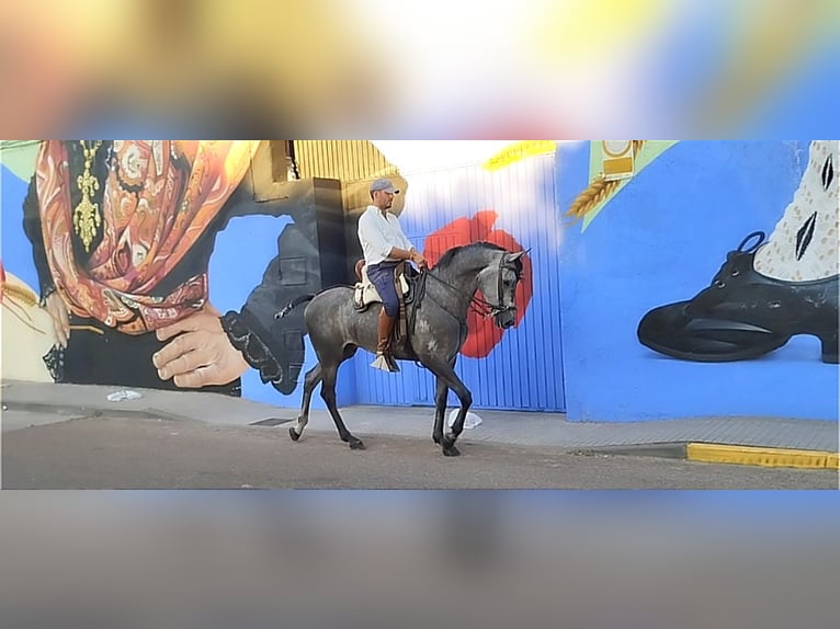 Hispano-arab Valack 4 år 167 cm Grå in Valencia de Alcántara