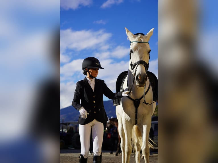 Hispano-arab Valack 9 år 163 cm Grå in Sankt Marein im Mürztal