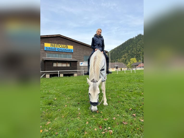 Hispano-arab Valack 9 år 163 cm Grå in Sankt Marein im Mürztal