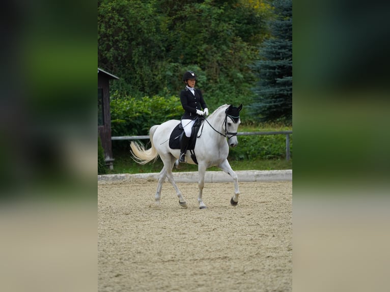 Hispano-arab Valack 9 år 163 cm Grå in Sankt Marein im Mürztal