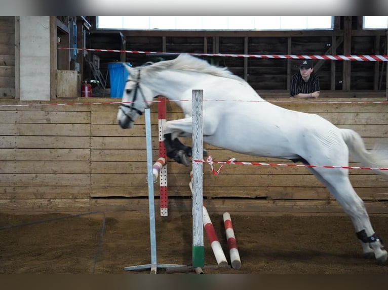 Hispano-arab Valack 9 år 163 cm Grå in Sankt Marein im Mürztal