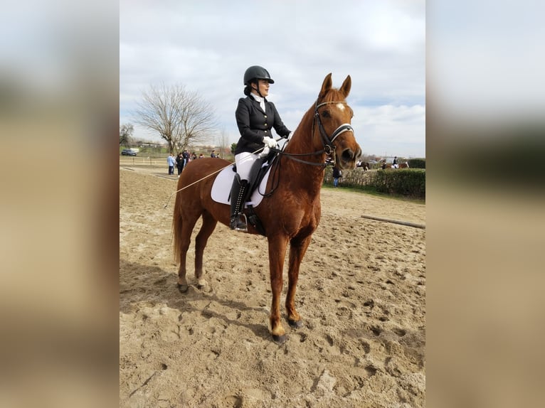 Hispano árabe Caballo castrado 10 años 160 cm Alazán in Batres
