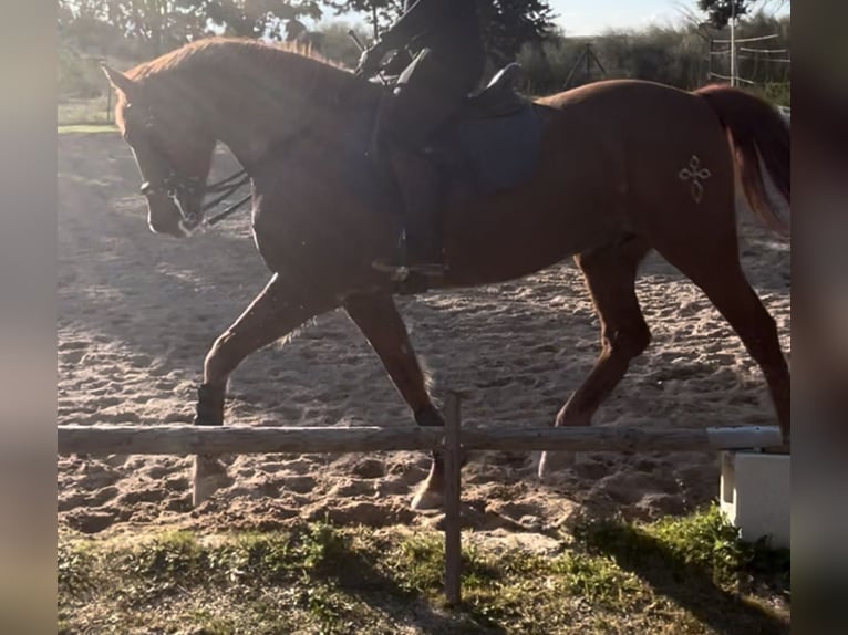Hispano árabe Caballo castrado 10 años 160 cm Alazán in Batres