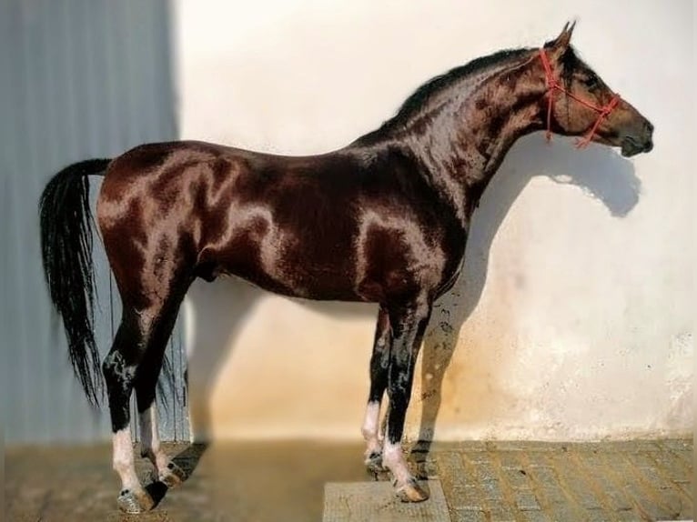 Hispano árabe Caballo castrado 10 años 162 cm Castaño in Sevilla