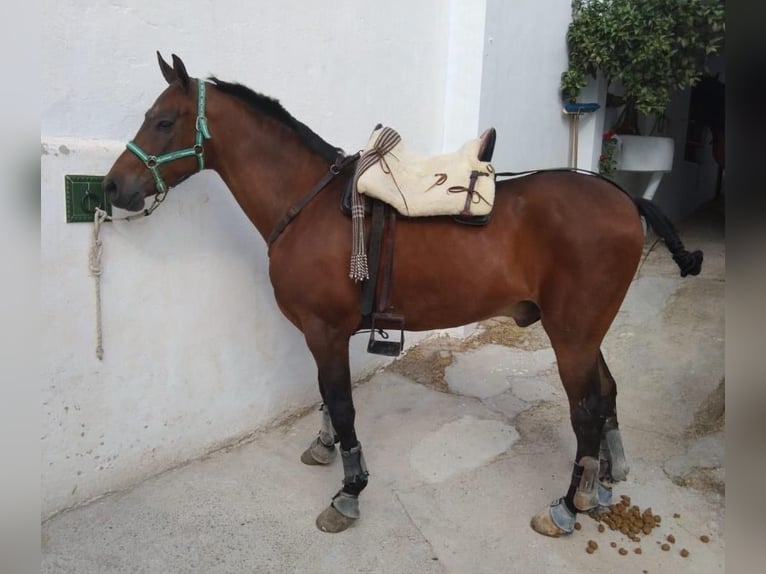 Hispano árabe Caballo castrado 11 años 165 cm Castaño in Montellano