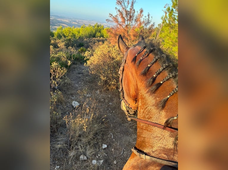 Hispano árabe Caballo castrado 11 años 165 cm Castaño in Montellano