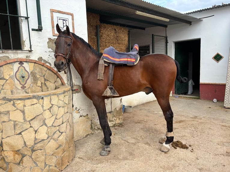 Hispano árabe Caballo castrado 11 años 165 cm Castaño in Montellano