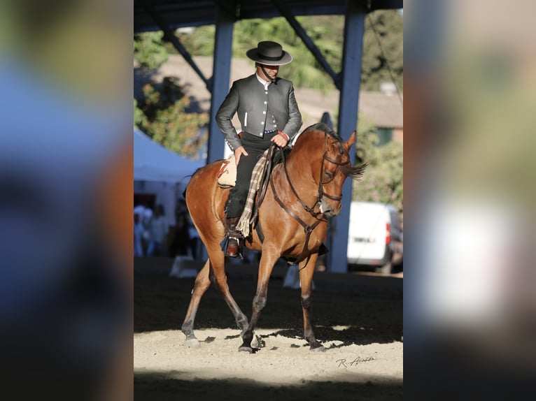 Hispano árabe Caballo castrado 12 años 158 cm Castaño in Pozoblanco