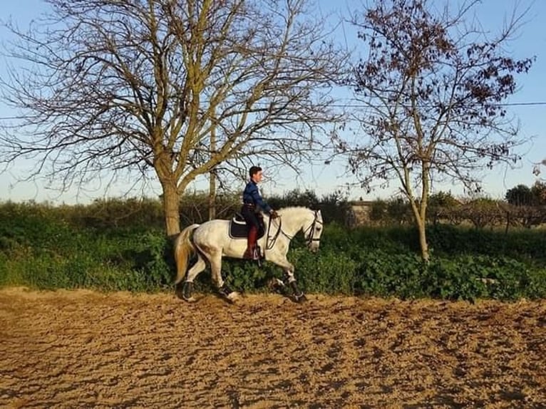 Hispano árabe Mestizo Caballo castrado 13 años 160 cm Tordo in Sanlucar La Mayor