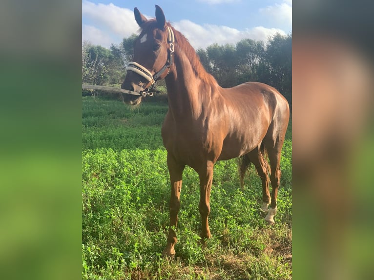 Hispano árabe Mestizo Caballo castrado 13 años 162 cm Alazán in Campos