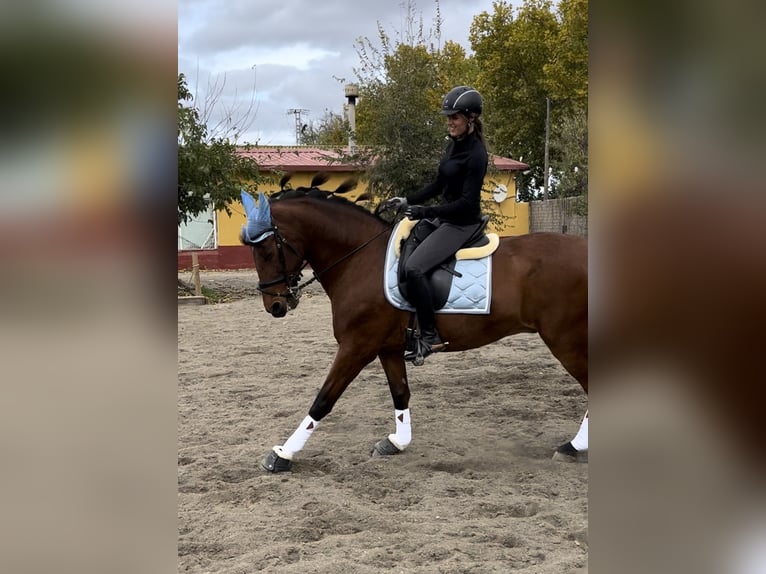 Hispano árabe Caballo castrado 13 años 169 cm Castaño claro in Alcala De Henares