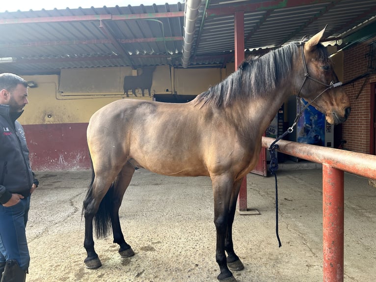 Hispano árabe Caballo castrado 13 años 169 cm Castaño claro in Alcala De Henares