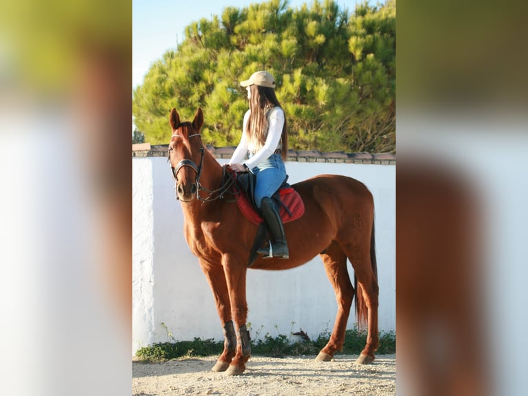 Hispano árabe Mestizo Caballo castrado 14 años 156 cm Alazán in Puerto Real