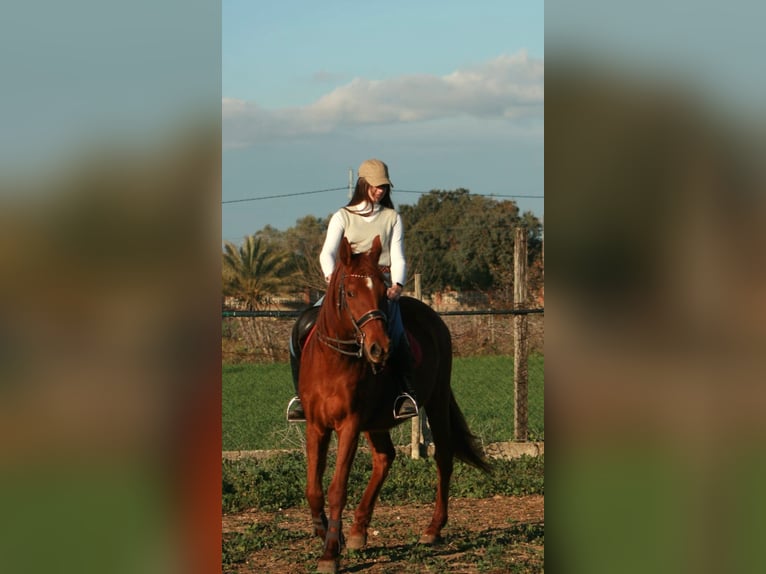 Hispano árabe Mestizo Caballo castrado 14 años 156 cm Alazán in Puerto Real